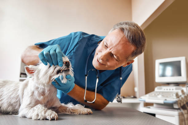 Best Emergency Denture Repair in Parole, MD